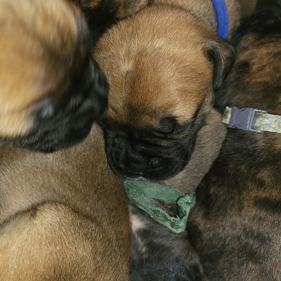 BULLMASTIFF PUPPIES FOR SALE