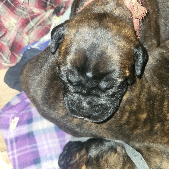 BULLMASTIFF PUPPIES FOR SALE