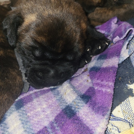 BULLMASTIFF PUPPIES FOR SALE
