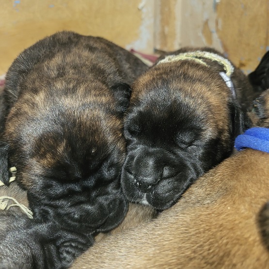BULLMASTIFF PUPPIES FOR SALE