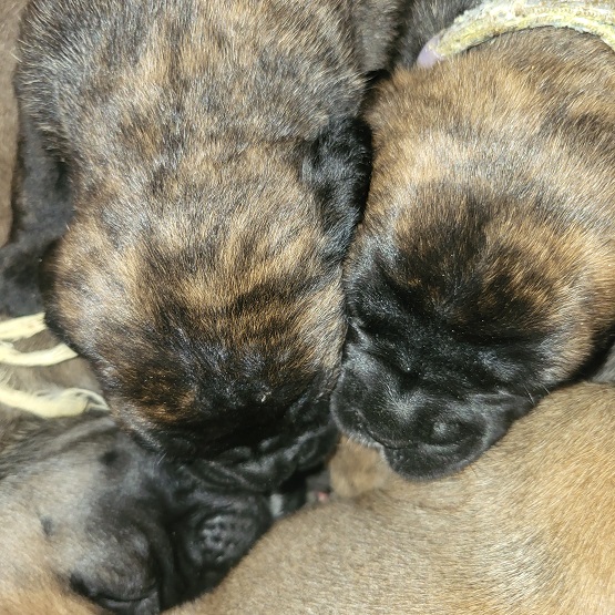 BULLMASTIFF PUPPIES FOR SALE
