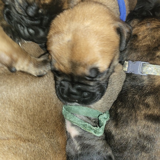 BULLMASTIFF PUPPIES FOR SALE