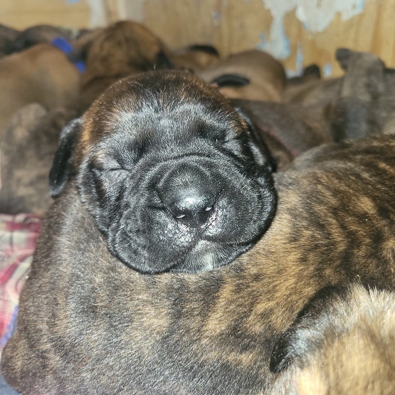 BULLMASTIFF PUPPIES FOR SALE