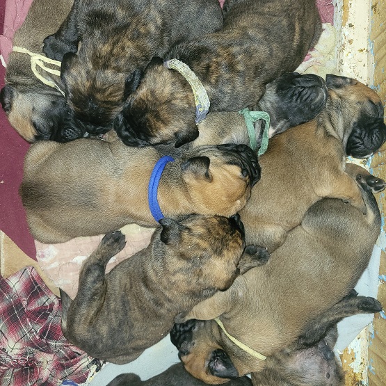 BULLMASTIFF PUPPIES FOR SALE