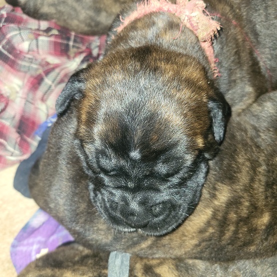 BULLMASTIFF PUPPIES FOR SALE