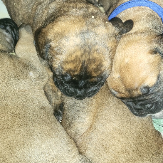 BULLMASTIFF PUPPIES FOR SALE