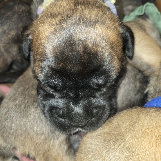BULLMASTIFF PUPPIES FOR SALE