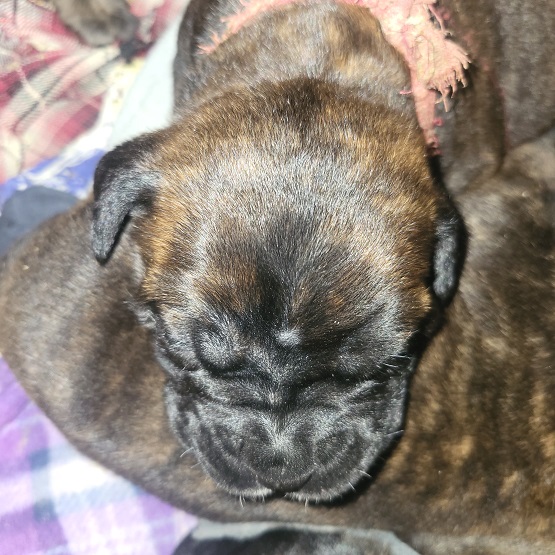 BULLMASTIFF PUPPIES FOR SALE