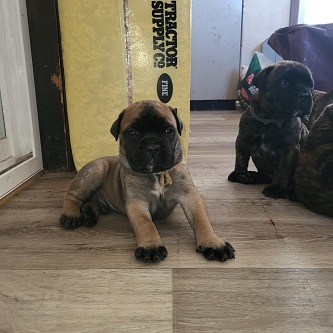 BULLMASTIFF PUPPIES FOR SALE
