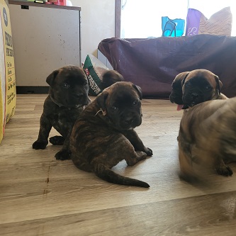 BULLMASTIFF PUPPIES FOR SALE