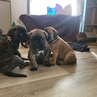 BULLMASTIFF PUPPIES FOR SALE