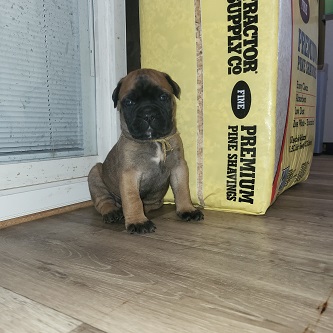 BULLMASTIFF PUPPIES FOR SALE