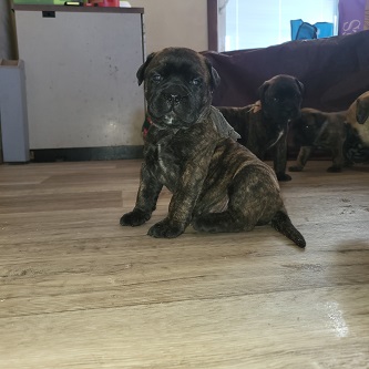 BULLMASTIFF PUPPIES FOR SALE