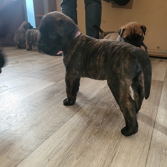BULLMASTIFF PUPPIES FOR SALE