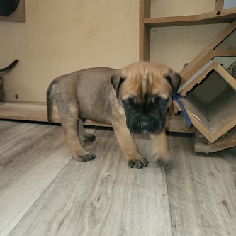 BULLMASTIFF PUPPIES FOR SALE