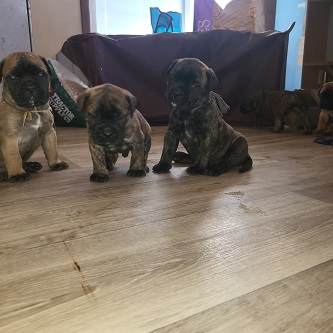BULLMASTIFF PUPPIES FOR SALE