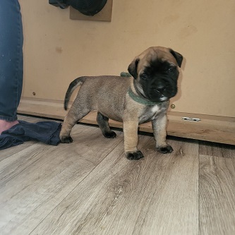 BULLMASTIFF PUPPIES FOR SALE