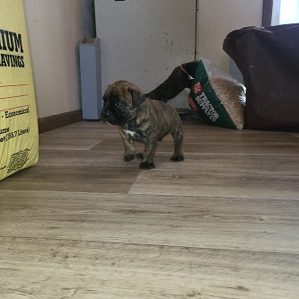 BULLMASTIFF PUPPIES FOR SALE
