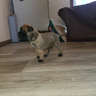 BULLMASTIFF PUPPIES FOR SALE