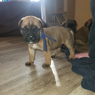 BULLMASTIFF PUPPIES FOR SALE