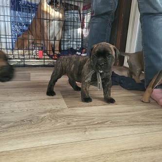 BULLMASTIFF PUPPIES FOR SALE