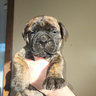 BULLMASTIFF PUPPIES FOR SALE
