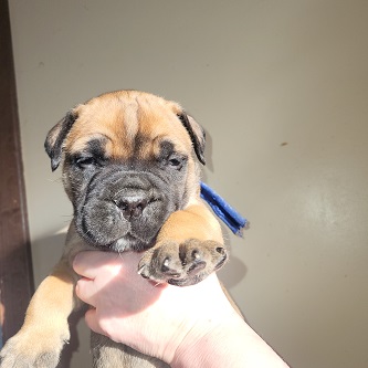 BULLMASTIFF PUPPIES FOR SALE