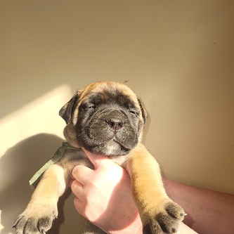 BULLMASTIFF PUPPIES FOR SALE
