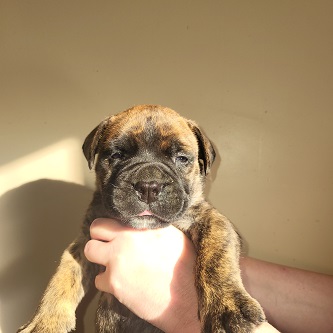 BULLMASTIFF PUPPIES FOR SALE