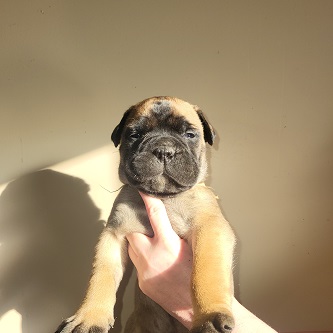 BULLMASTIFF PUPPIES FOR SALE