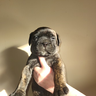 BULLMASTIFF PUPPIES FOR SALE
