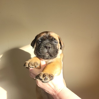 BULLMASTIFF PUPPIES FOR SALE