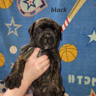 BULLMASTIFF PUPPIES FOR SALE