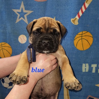 BULLMASTIFF PUPPIES FOR SALE