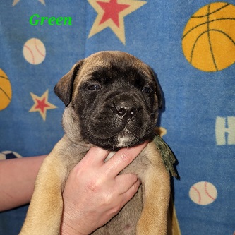 BULLMASTIFF PUPPIES FOR SALE