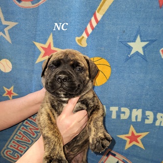 BULLMASTIFF PUPPIES FOR SALE