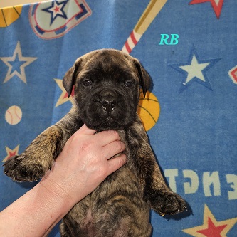 BULLMASTIFF PUPPIES FOR SALE