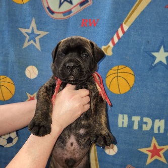 BULLMASTIFF PUPPIES FOR SALE