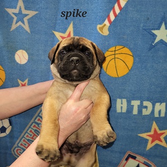 BULLMASTIFF PUPPIES FOR SALE