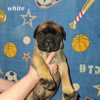 BULLMASTIFF PUPPIES FOR SALE