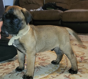 BULLMASTIFF PUUPPIES FOR SALE