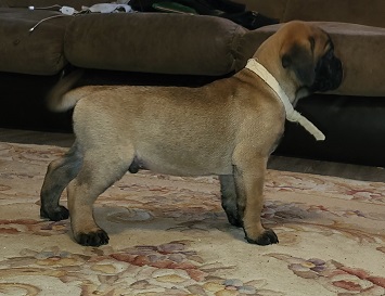 BULLMASTIFF PUUPPIES FOR SALE