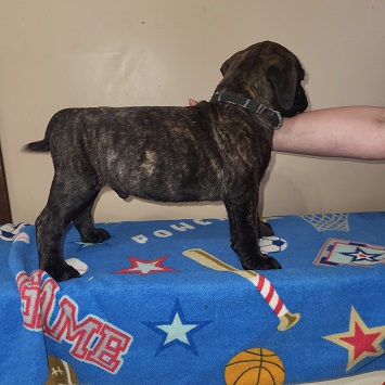BULLMASTIFF PUPPIES FOR SALE
