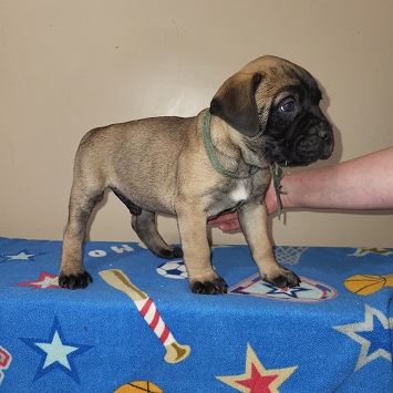 BULLMASTIFF PUPPIES FOR SALE