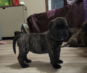 BULLMASTIFF PUPPIES FOR SALE