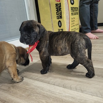 BULLMASTIFF PUPPIES FOR SALE