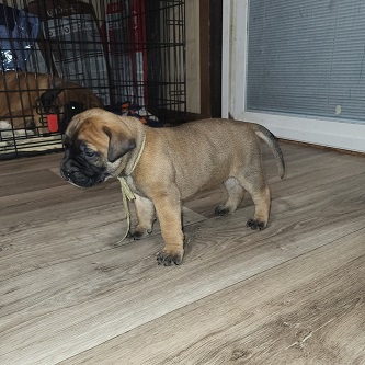 BULLMASTIFF PUPPIES FOR SALE