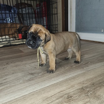 BULLMASTIFF PUPPIES FOR SALE
