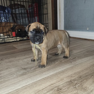 BULLMASTIFF PUPPIES FOR SALE