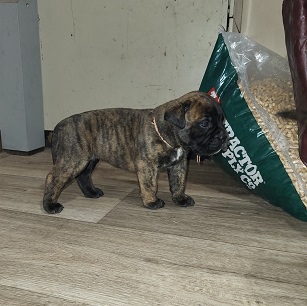 BULLMASTIFF PUPPIES FOR SALE